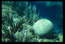 BWI2C_Underwater2C_1989_z.jpg