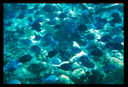 BWI2C_Underwater_Fish2C_1989_z.jpg