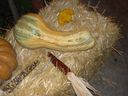 Gourd_2008.JPG