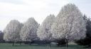 SPX2C_NJ2C_Colts_Neck2C_Flowering_Trees2C_1991_z.jpg