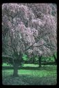 SPX_NJ2C_Holmdel_Park2C_Flowering_Tree2C_1987_z.jpg
